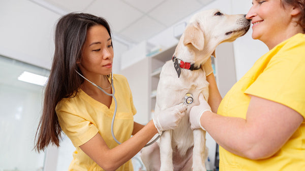 Wie man die Gesundheit des Hundes überwacht